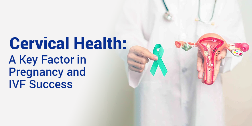Cervical Health: A Key Factor in Pregnancy and IVF Success